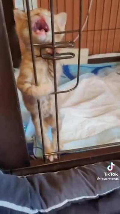 orange cat behavior