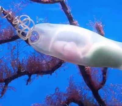 ?This Shark Embryo