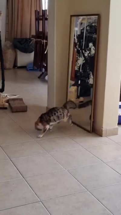 Cat has an issue with its reflection