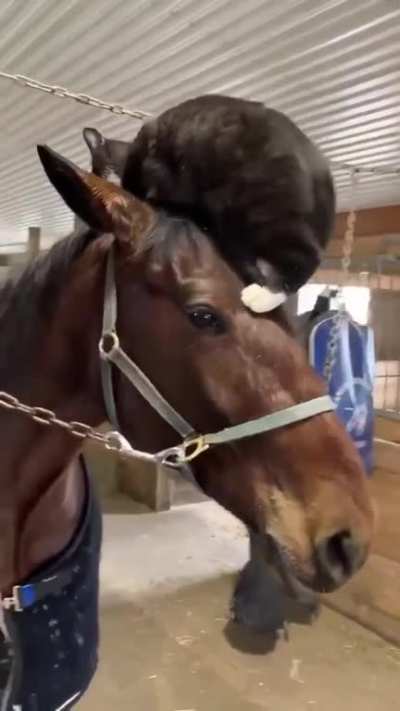 Latest head fashion