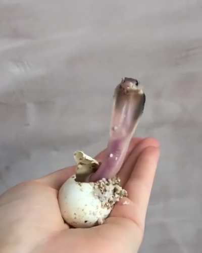 ? newly hatched king cobra ?