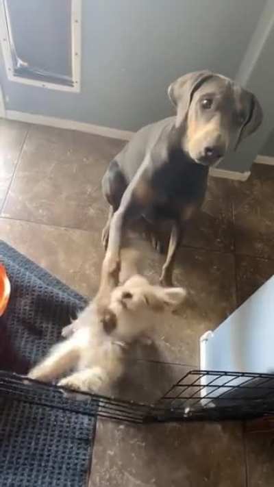 Dude! No treats until we both sit ?