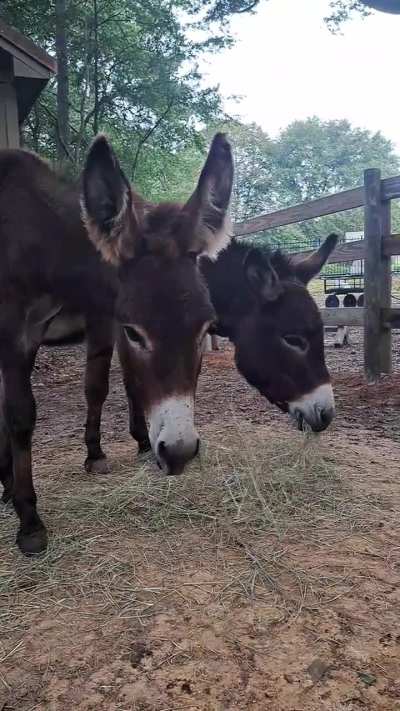 The sound of donkeys munching on hay, in the mornings always makes me smile.