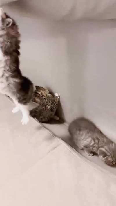 A secret cat sanctuary.