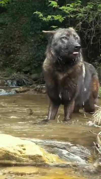 ? Gorgeous wolf drink water.