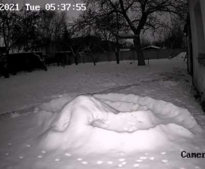 I made a snow track for my cats, this is what my camera recorded ?