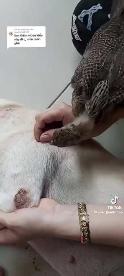 Look at this fantastic bird eating ticks so fast?