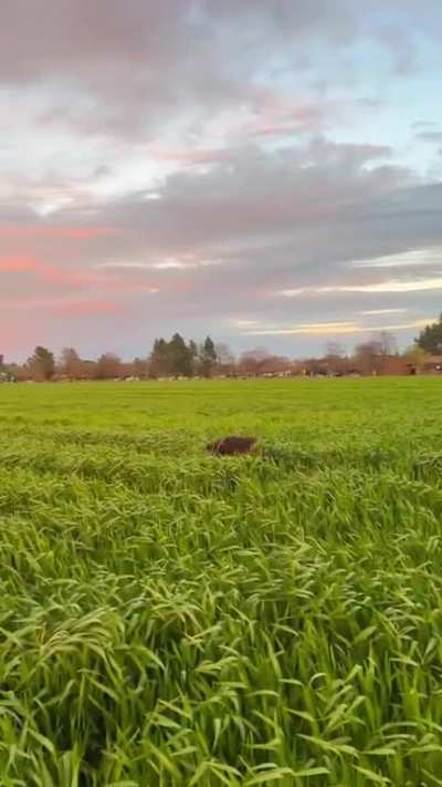 I am as happy as this dog when a guy brings me croissaaaaaaant??