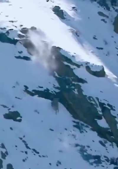 ?Snow leopard jumping from a 197-foot (60-meter) cliff to catch its prey.