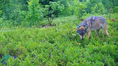 ? Wolves love blueberries and in the fruiting season, it comprises the majority of their diet.