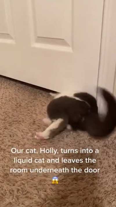 Cat disappeared