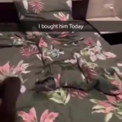 What animal is this