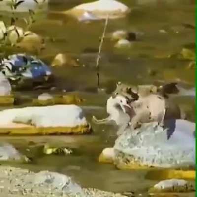 ? Killing two Birds with one Bobcat.