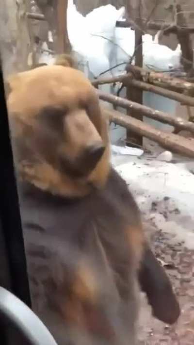 ? It's because I'm smarter than the average bear, Boo-Boo.