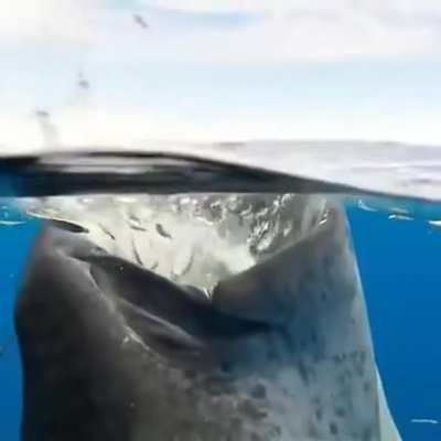 ? The way whale sharks eat.