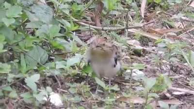 Derpy Birb