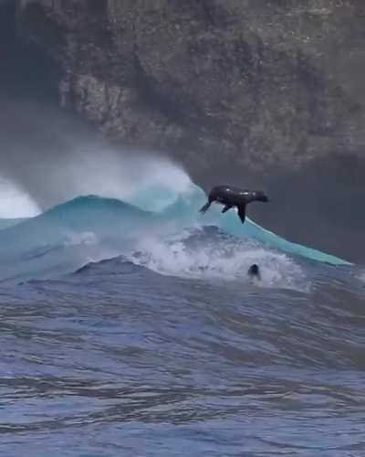 ? California Sea lions leaping through massive waves off Santa Barbara Island.