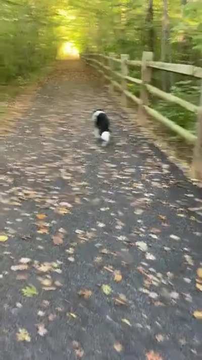 Good doggie always checks back on me to confirm I’m not too far behind.