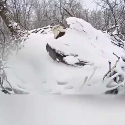 ? eagle waking up after a snowfall