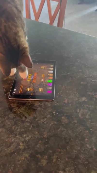 Smarty Kitty?