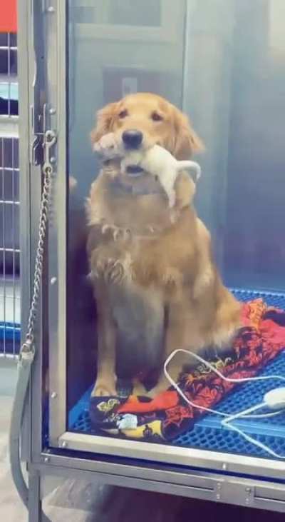 - Look my puppy, I make him... me... myself, hooman!