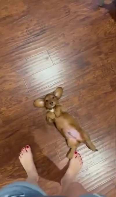 Belly Scratches, Plz ???