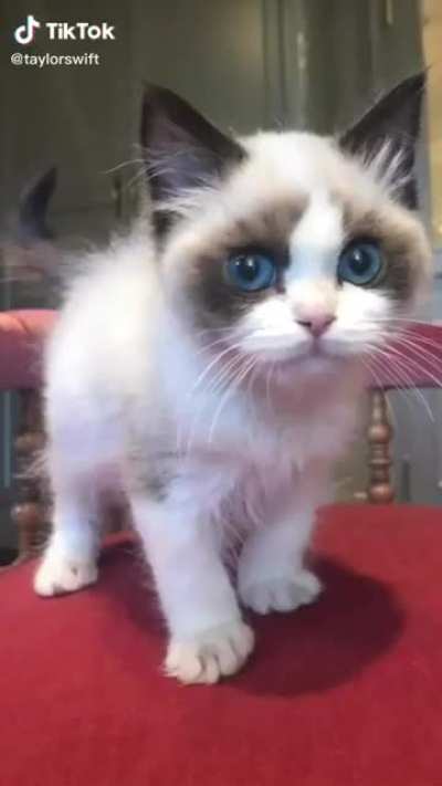Look at my cat