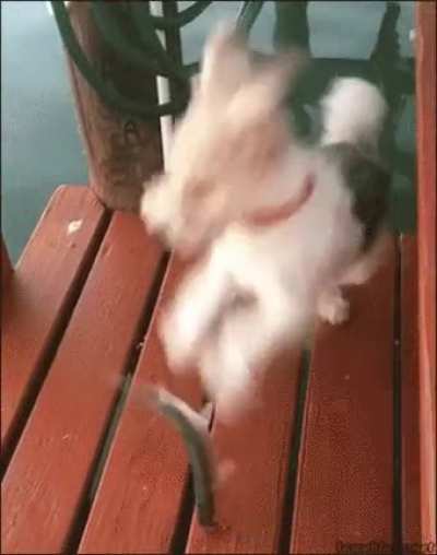 Dog vs Fish