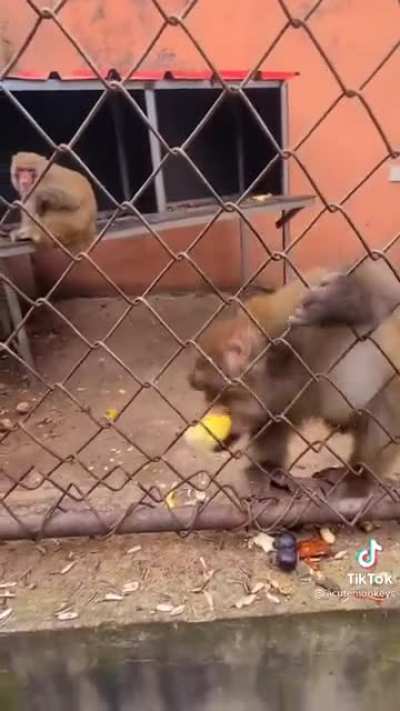 Mad Monkey ?