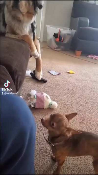 Tiny dog jump
