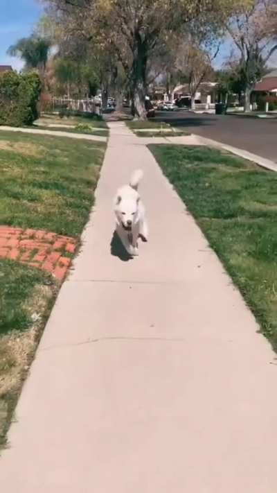 Skippy