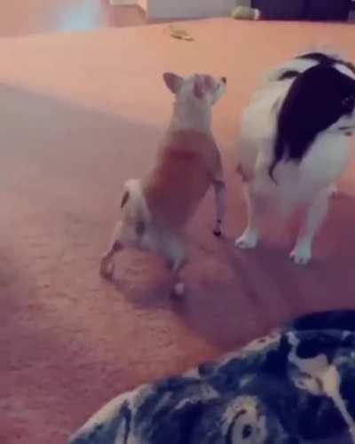 Woof