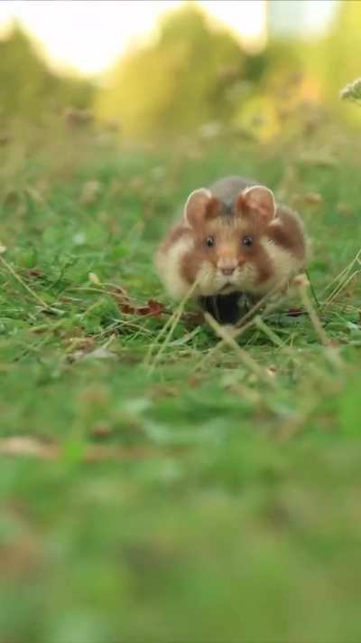Tiny paws, big adventures! ??