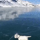 Much Brave Explorer Pupper, traversing the great icy unknown!