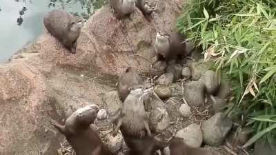 ? A butterfly and curious otters