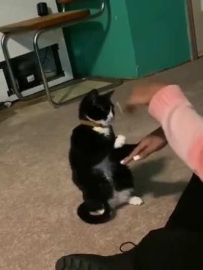 Catty cake