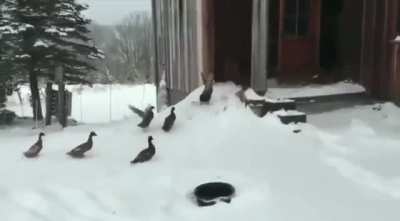 Duck no!!! It’s cold out here!