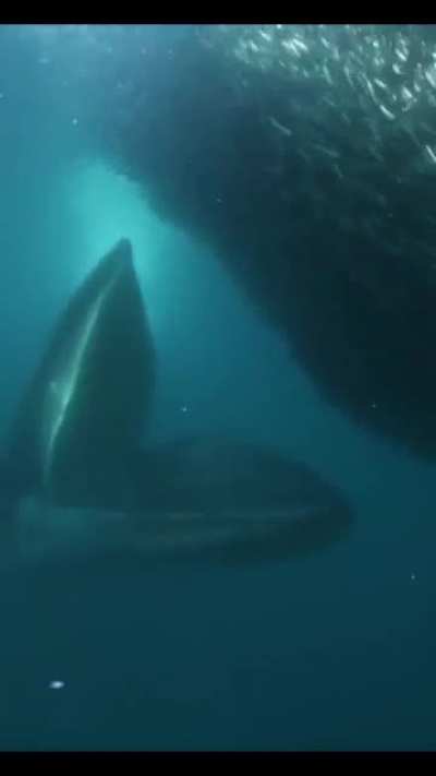 ? This Shark escaping this Whale's reach