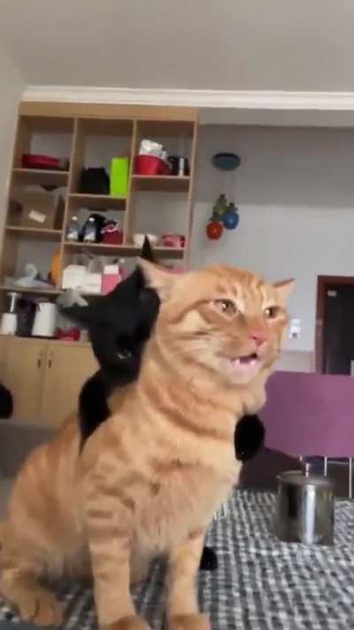 Halp .. I got a vampire on my back!