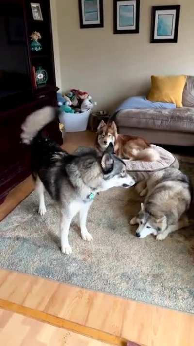 "Ohhhhhh waaawaaawaaaaa..." It only takes 18 seconds to start complete chaos! ???
