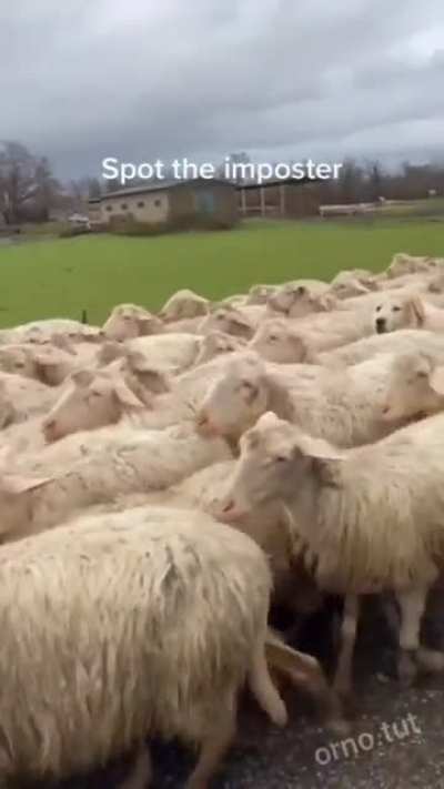 Among us