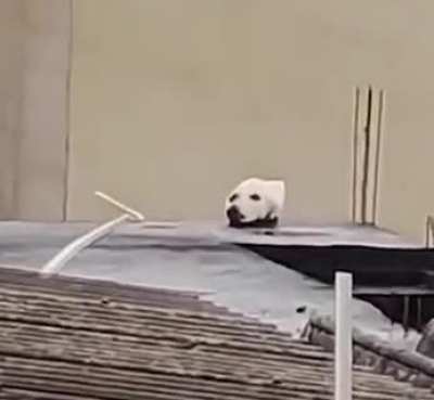 That moment when you realize its not a dog.