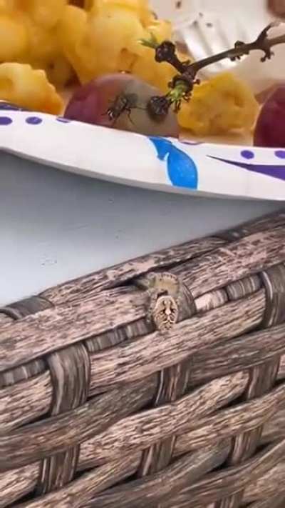 flycatcher spider and its quick and precise attack