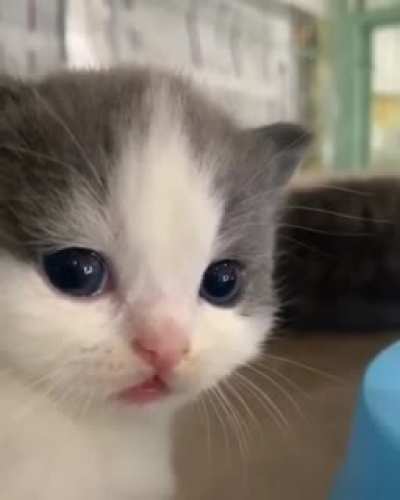 Sweet Face