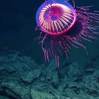 ? Halitrephes maasi jelly.