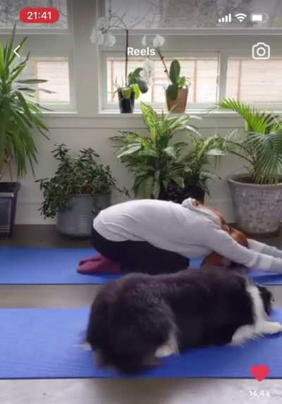 This dog is way better at yoga than me ???