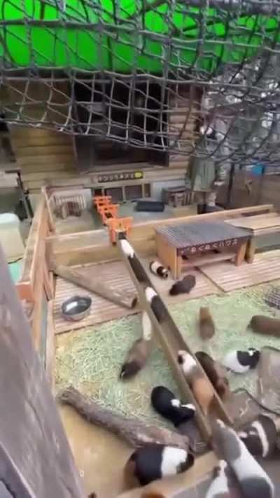 Cuteness bridge