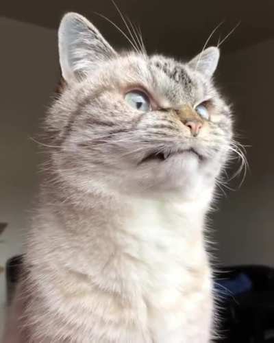 Clint Eastwood's cat