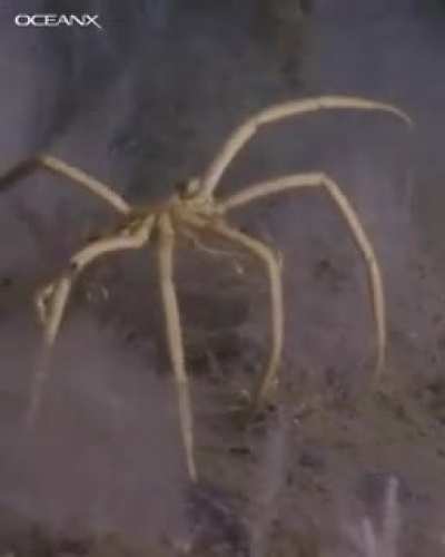 ?This is a Antarctic Sea Spider. Sea spiders live all over the world, and they're mostly small, but in Antarctica they're dinner-plate-sized, with legs as long as 70cm