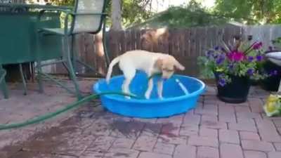 When the dog days of summer get too hot, then you gotta you take things into your own paws ???